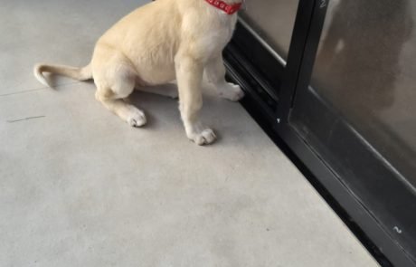 גורה נגועה בכלבת חיה חודש בבית משפחה בשרון