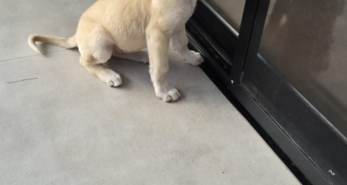 הבהלה בכפר סבא: המשפחה אימצה גורה מתוקה מקרטון – ולא תאמינו איזו מחלה קטלנית היא הכניסה אליהם הביתה!