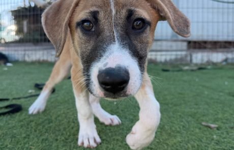 גם להם קשה בזמן אזעקות: כך שומרים על חיות המחמד בכפר סבא