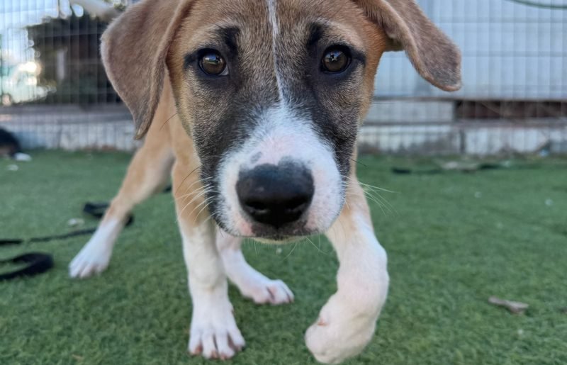 גם להם קשה בזמן אזעקות: כך שומרים על חיות המחמד בכפר סבא