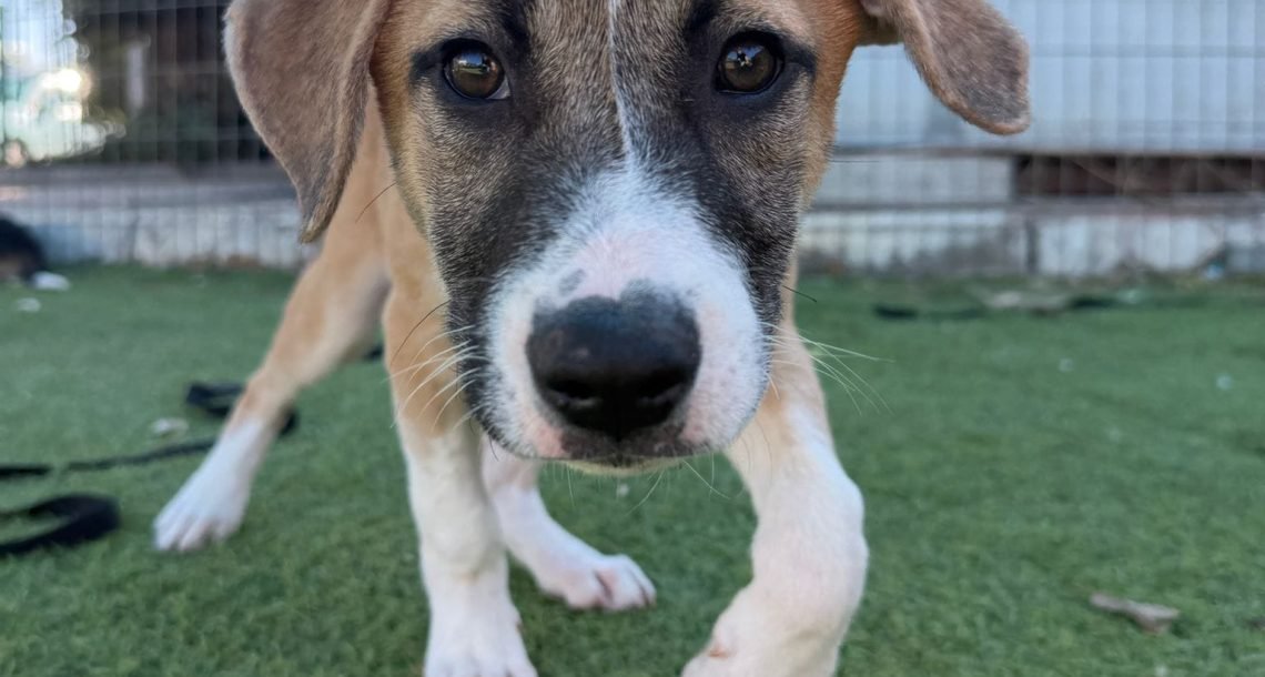 גם להם קשה בזמן אזעקות: כך שומרים על חיות המחמד בכפר סבא