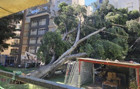 עץ קרס על חצר גן ילדים בכפר סבא, ההורים זועמים ודורשים בדיקות מיידיות