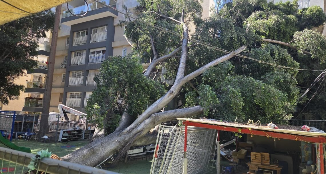עץ קרס על חצר גן ילדים בכפר סבא, ההורים זועמים ודורשים בדיקות מיידיות