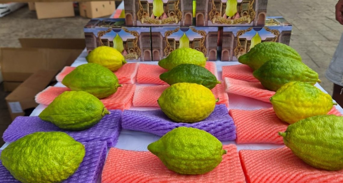 פסטיבל לגו לכל המשפחה בסוכת העיר, אושפיזין בגינות הקהילתיות, יריד ארבעת המינים וחלוקת כפות תמרים – כפר סבא נערכת לקראת חג סוכות